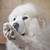 why do great pyrenees put their paw on you