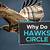 why do hawks circle in the sky