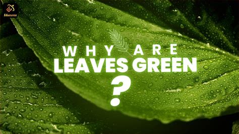 Why Do Leaves Appear Green?