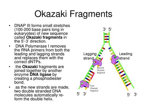 DNA Replication Leading Strand vs Lagging Strand & Okazaki Fragments