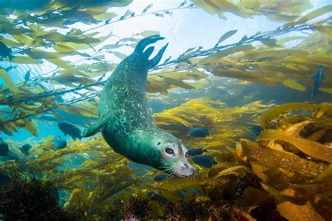 why do seals swim in saltwater