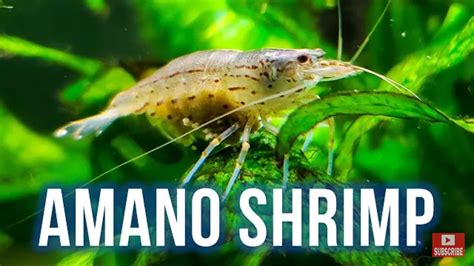 Amano Shrimp (Caridina multidentata) Breeding Part 1. YouTube