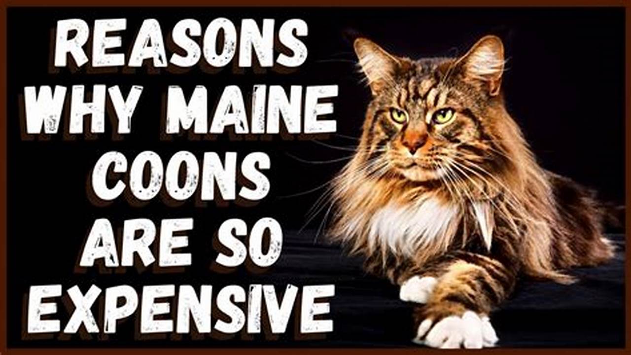Why Is a Maine Coon Cat So Expensive?