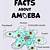 why is an amoeba not an animal?