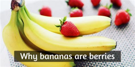 Is A Banana A Berry Yes Or No Banana Poster