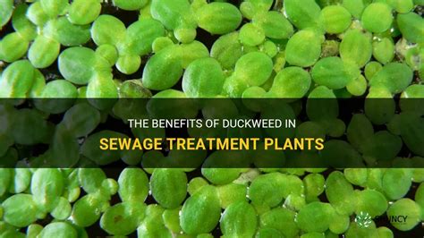 Duckweed genome discovery could benefit wastewater treatment, biofuels