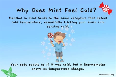 Why after the mint we feel cold in your mouth?