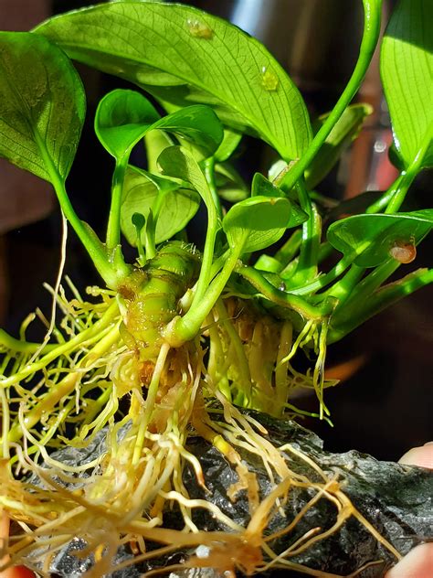 Anubias Plants Rotting, Melting, Soft Rhizomes Please Help My