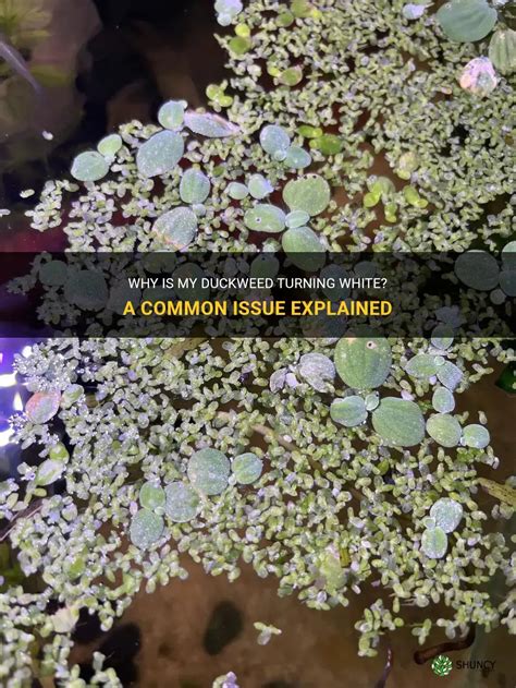 How to remove duckweed from your aquarium YouTube