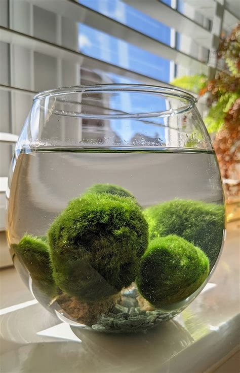 Why is my marimo moss ball floating? Aquarium Genie The best for