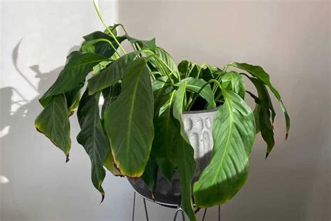Wilting & Drooping Peace Lily? 11 Common Causes w/ Fixes!