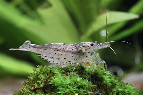 Amano Shrimp gave birth in Freshwater The Planted Tank Forum