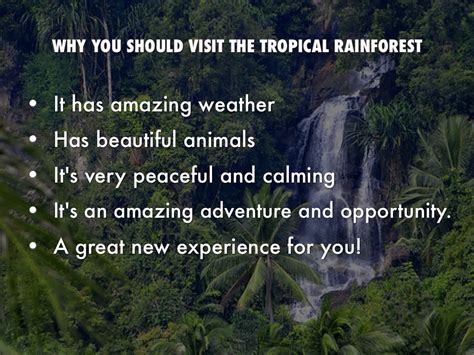 How can we save rainforests?