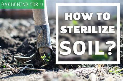 How to Sterilize Potting Soil 5 Easy Disinfecting Ways to Kill Bugs DIY