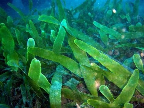 Why Algae Are Not Plants