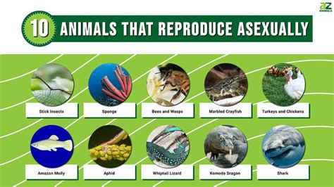 Why Animals Reproduce Asexually