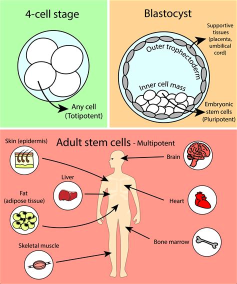 why are adult stem cells multipotent