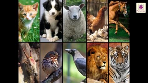 Why Are Animals Important For Us