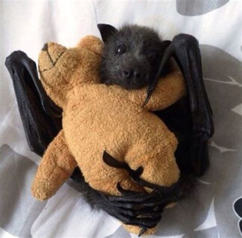 why are bats so cute