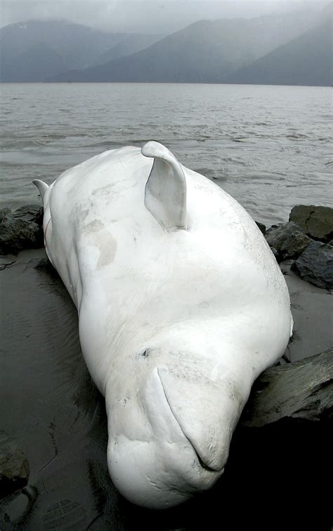 why are beluga whales endangered