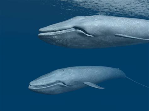 why are blue whales endangered animals