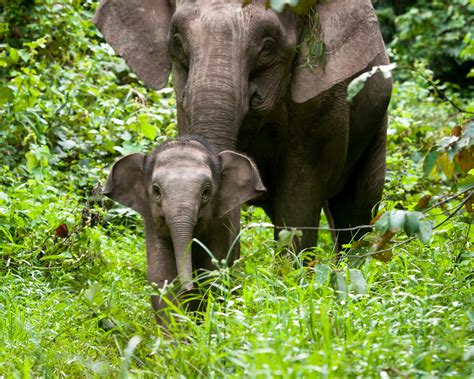 why are borneo pygmy elephants endangered