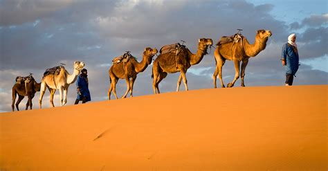 why are camels good for desert travel