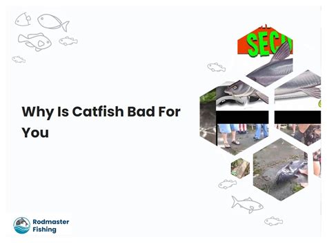 why are catfish bad