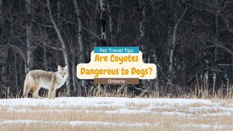 why are coyotes dangerous to dogs