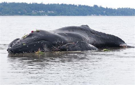 why are dead whales dangerous