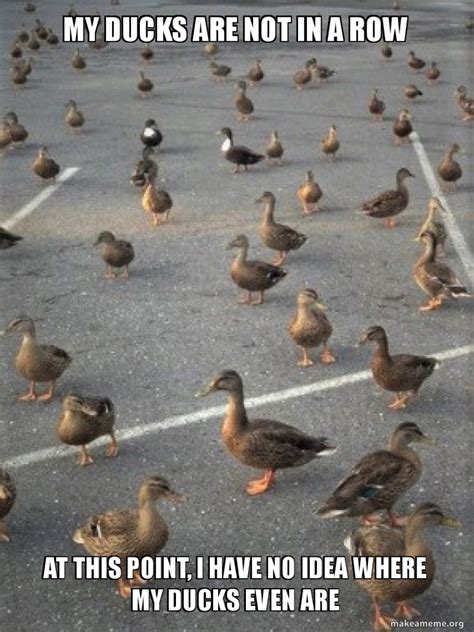 Why Are Ducks Funny