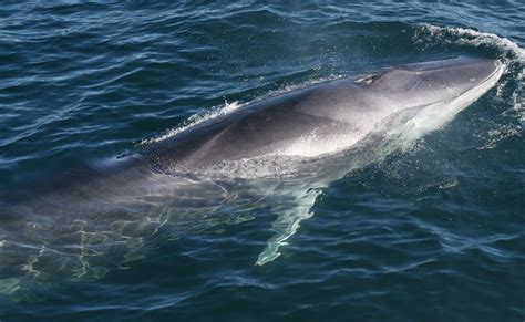 why are fin whales endangered
