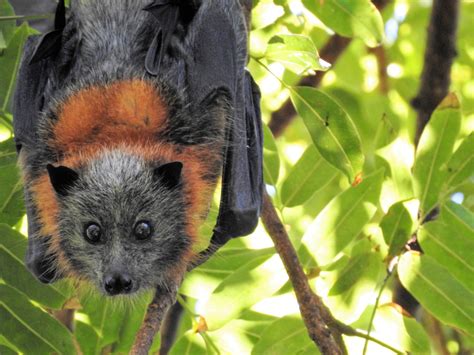 why are grey headed flying foxes endangered