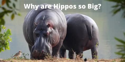 why are hippos fat
