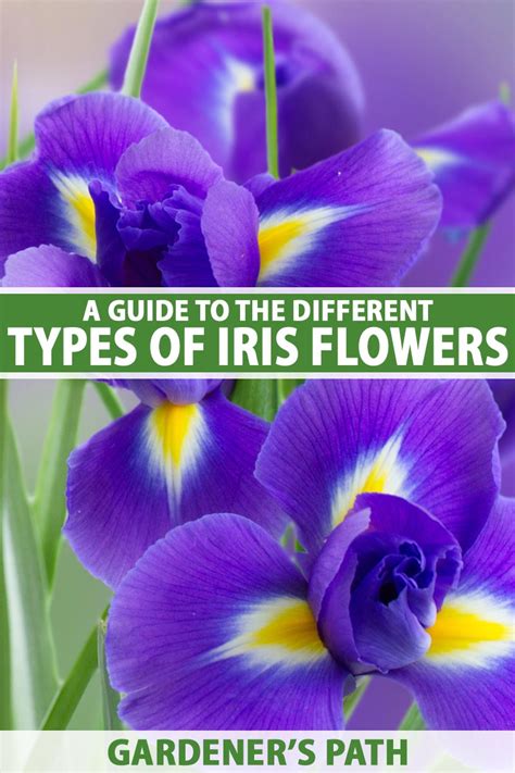 Why Are Iris Flowers Different Colors