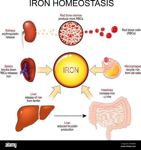Why Are Iron Levels Important