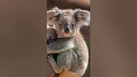 Why Are Koalas Unique