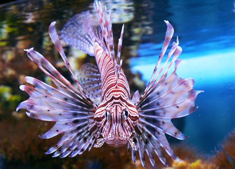 why are lionfish an invasive species