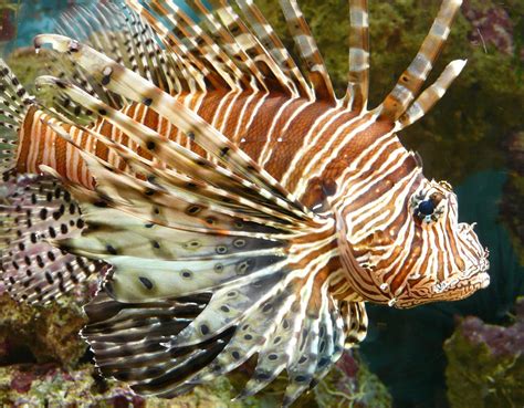 why are lionfish considered invasive species