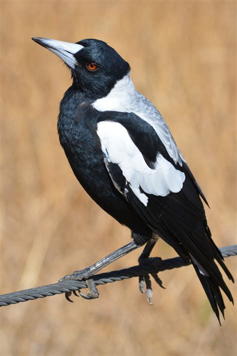 why are magpies called