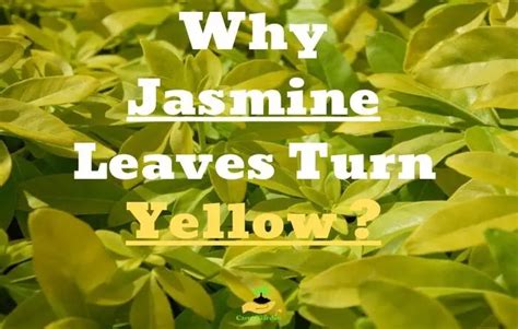 Why Are My Night Jasmine Leaves Turning Yellow