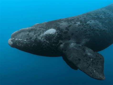 why are north atlantic right whale endangered