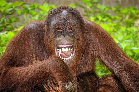 why are orangutans important