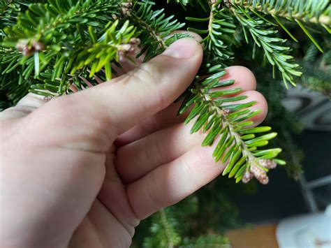 Why Are Pine Needles Falling In Summer