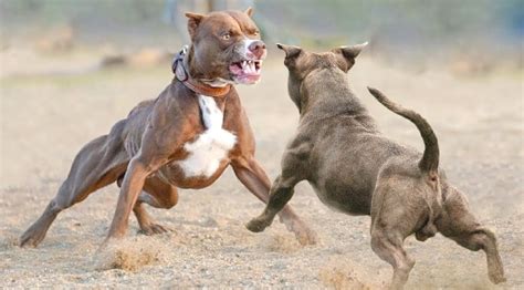 why are pitbulls aggressive dogs