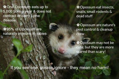 why are possums good
