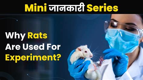 Why Are Rats Used For Experiments