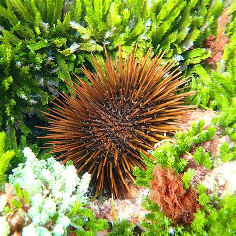 why are sea urchins important