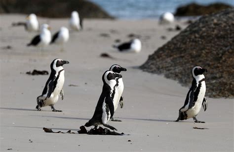 why are south african penguins endangered