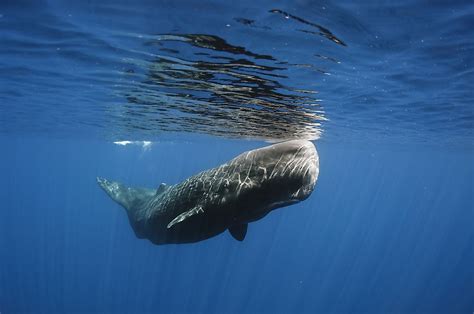 why are sperm whales endangered